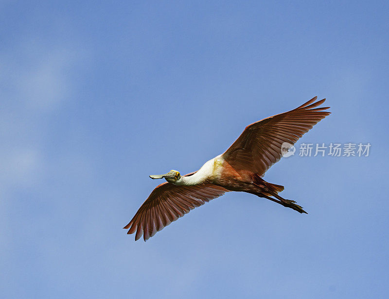 玫瑰色琵鹭，Platalea ajaja, Ajaia ajaja, Audubon Alafia银行鸟类保护区;鸟岛;希尔斯堡惨案湾;坦帕湾;佛罗里达。在蓝天下飞翔。